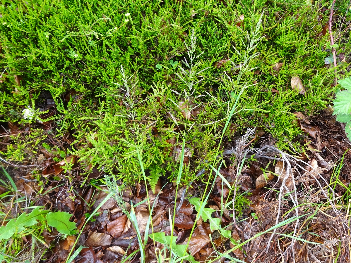 Poa trivialis subsp. feratiana (Poaceae)